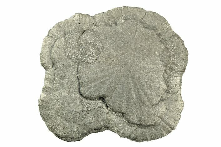 Radiant Pyrite Sun - Sparta, Illinois #342531